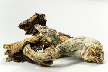 Psychedelic Mushrooms for sale USA