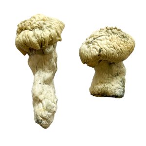 shakti mushroom