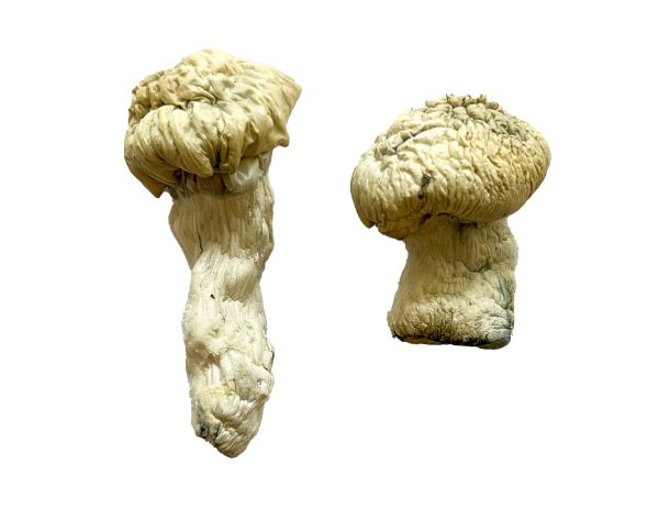 shakti mushroom